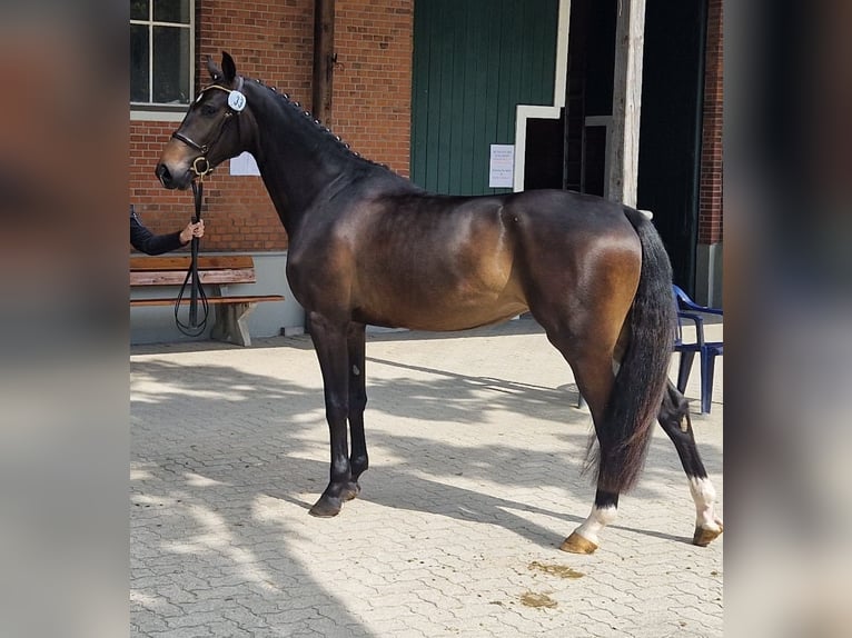 Holstein Mare 4 years 16.1 hh Bay-Dark in Bokel