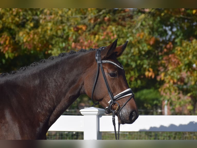 Holstein Mare 4 years 16,1 hh Brown in Dätgen