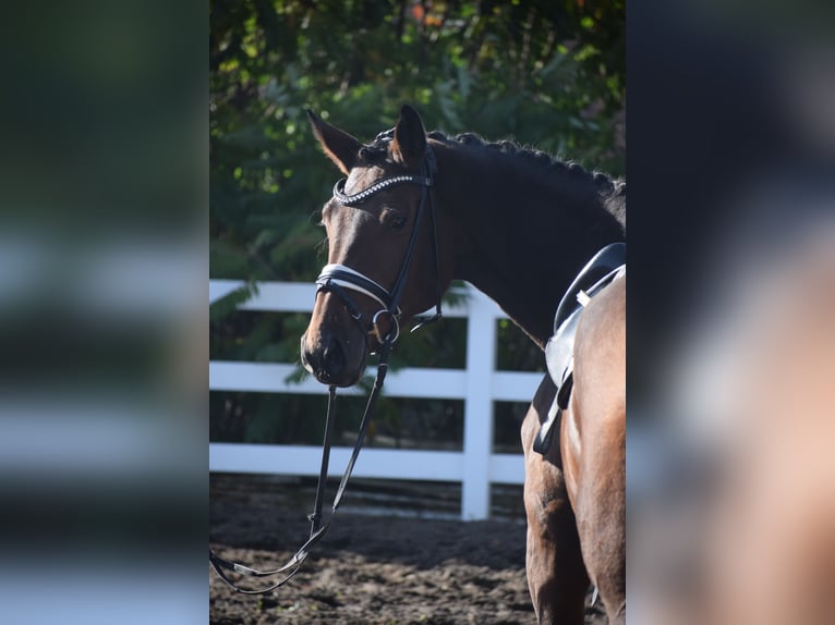 Holstein Mare 4 years 16,1 hh Brown in Dätgen