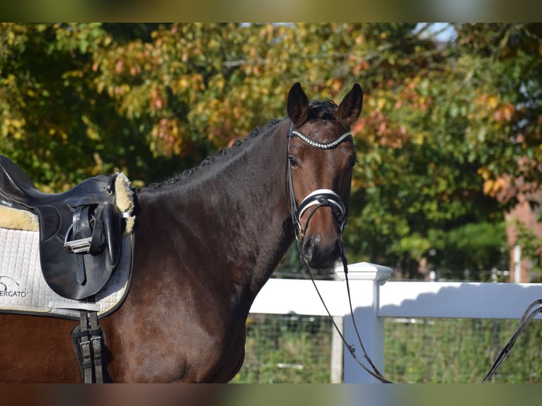 Holstein Mare 4 years 16,1 hh Brown in Dätgen