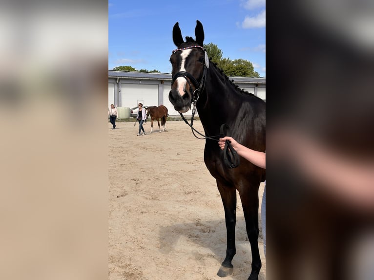Holstein Mare 4 years 16.1 hh Brown in Fehmarn