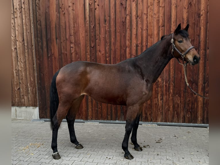 Holstein Mare 4 years 16,1 hh Brown in Erharting