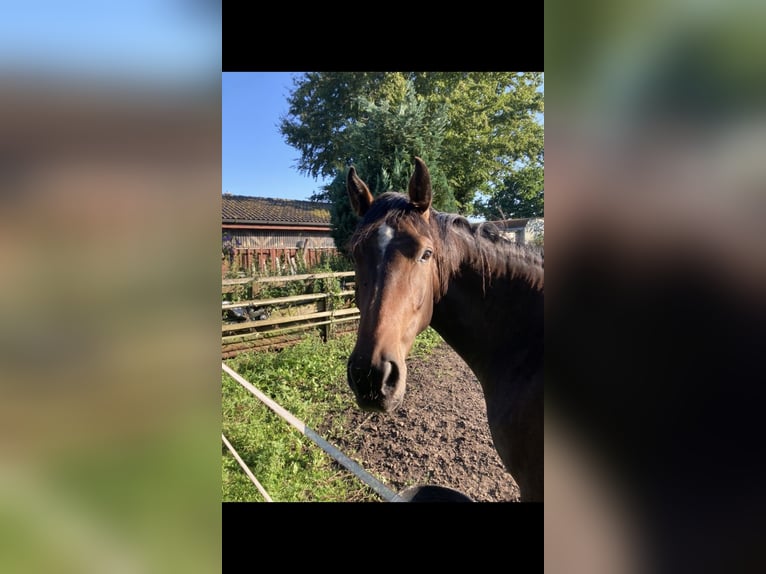 Holstein Mare 4 years 16,1 hh Brown in Eckernförde