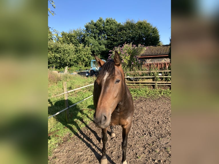 Holstein Mare 4 years 16,1 hh Brown in Eckernförde