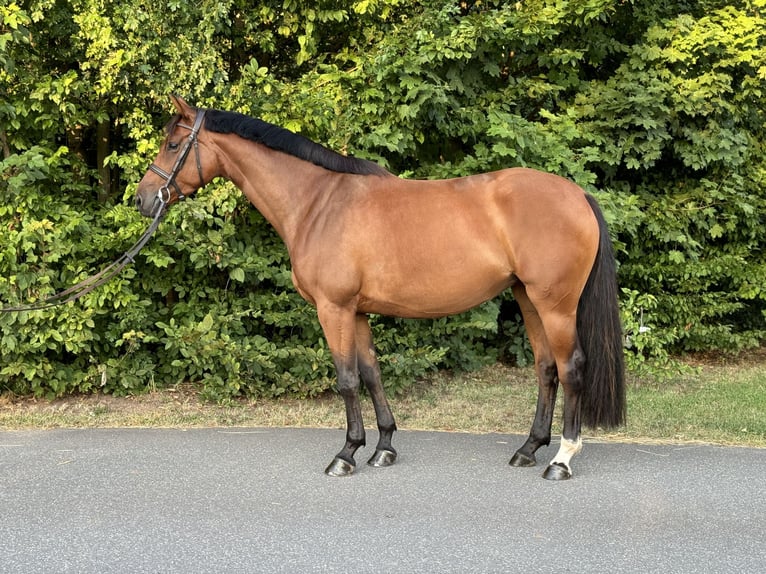 Holstein Mare 4 years 16,1 hh Brown in Ilfeld