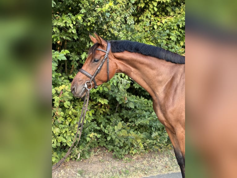 Holstein Mare 4 years 16,1 hh Brown in Ilfeld