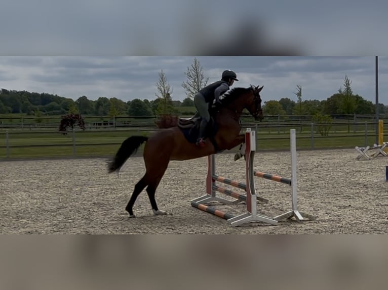 Holstein Mare 4 years 16.1 hh Brown in Langwedel