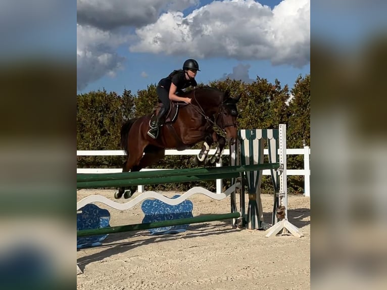 Holstein Mare 4 years 16.1 hh Brown in Überherrn