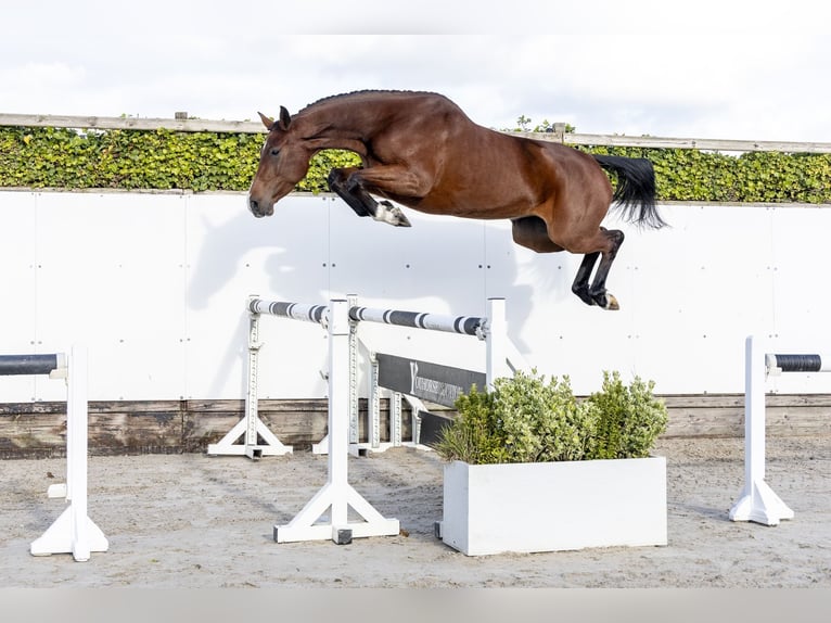 Holstein Mare 4 years 16.1 hh Brown in Waddinxveen