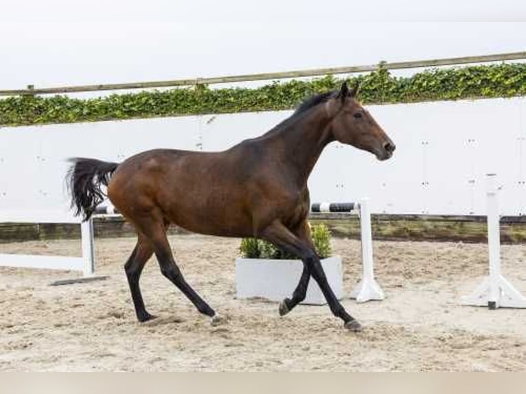 Holstein Mare 4 years 16,1 hh Brown in Waddinxveen