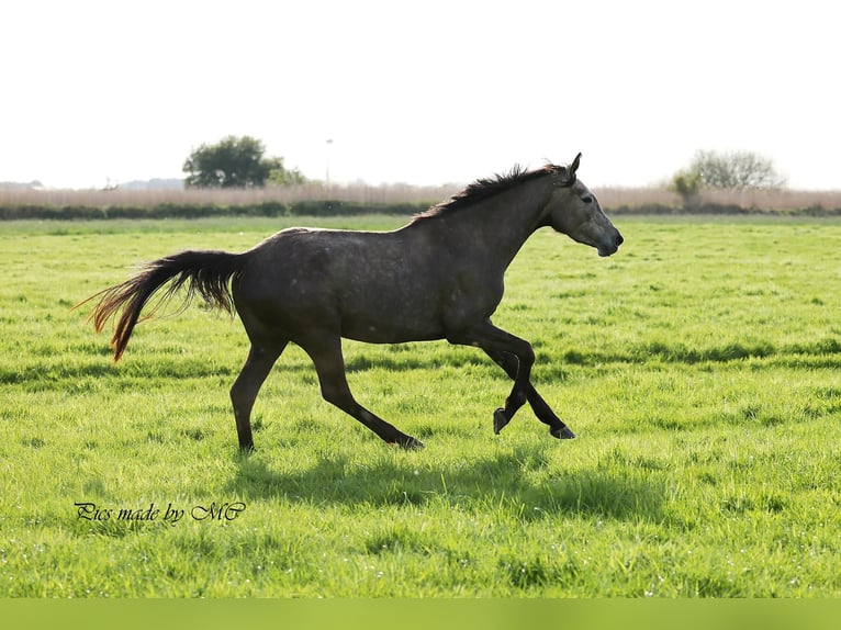 Holstein Mare 4 years 16.1 hh Grey in Haren