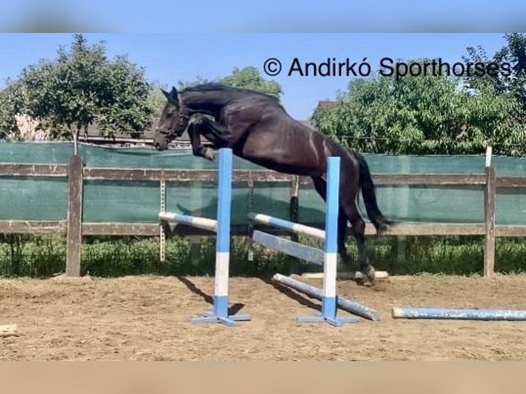 Holstein Mare 4 years 16,2 hh Bay-Dark in Debrecen