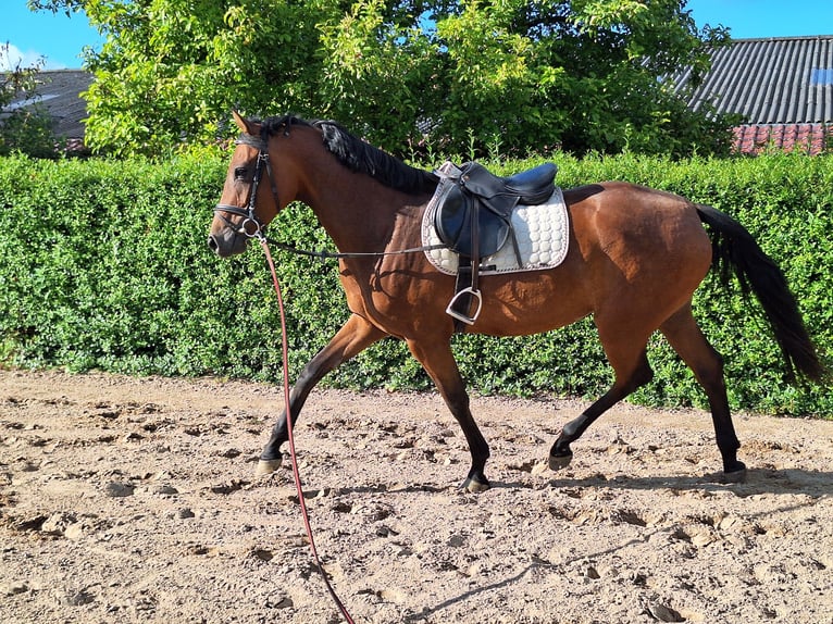 Holstein Mare 4 years 16,2 hh Brown in Fahrdorf