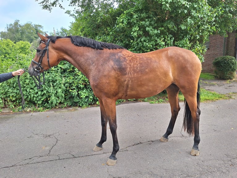 Holstein Mare 4 years 16,2 hh Brown in Fahrdorf