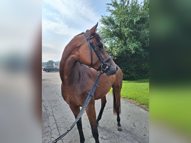 Holstein Mare 4 years 16,2 hh Brown in Fahrdorf