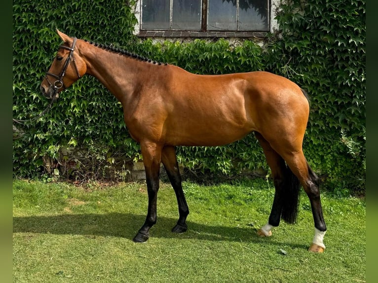 Holstein Mare 4 years 16,2 hh Brown in Schwaan