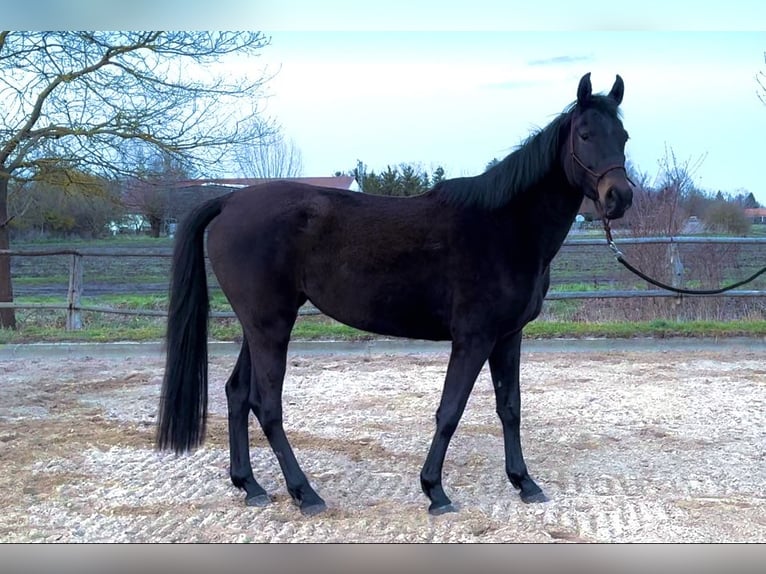 Holstein Mare 4 years 16.2 hh Smoky-Black in Fehrbellin