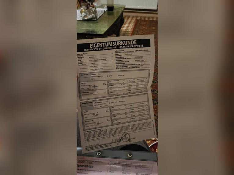 Holstein Mare 4 years 16.3 hh Grey in Orosháza