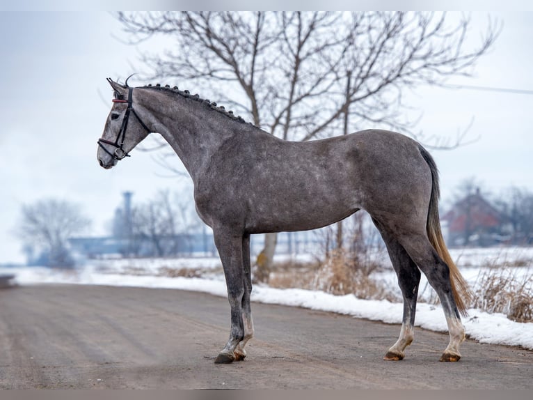 Holstein Mare 4 years 16.3 hh Grey in Orosháza