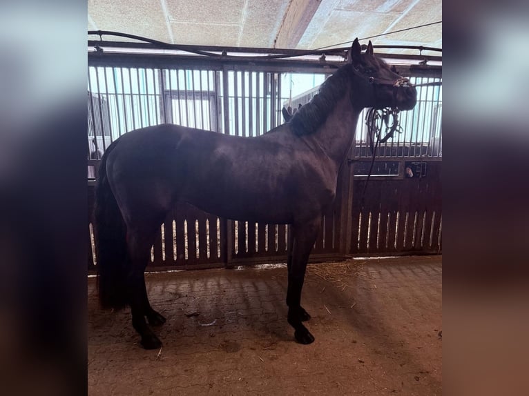 Holstein Mare 4 years 16 hh Bay-Dark in Pinneberg