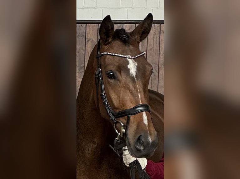 Holstein Mare 4 years 16 hh Brown in Süderdorf