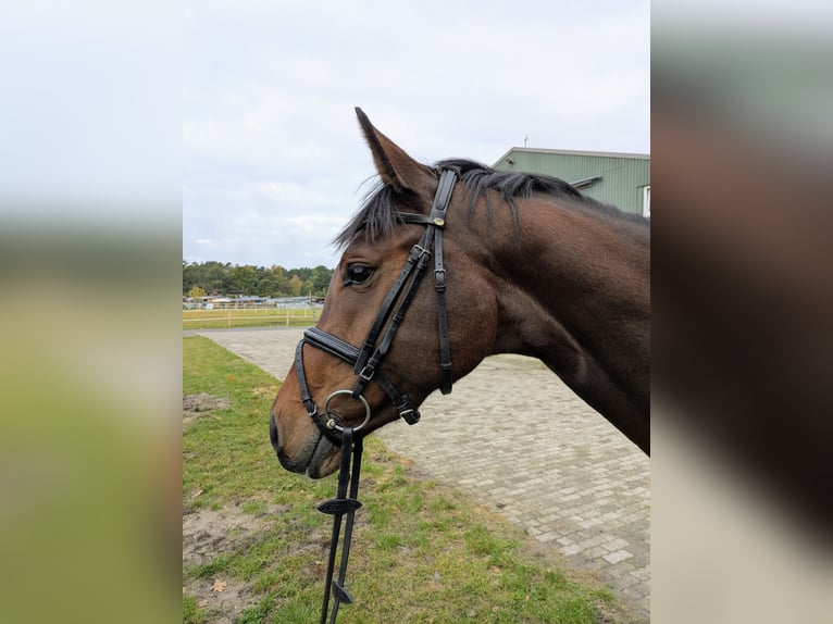 Holstein Mare 4 years 16 hh Brown in Munster