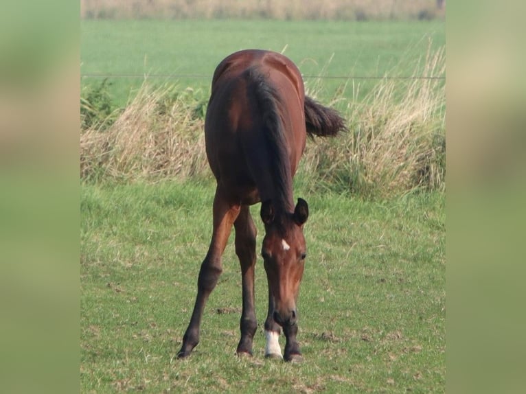 Holstein Mare 4 years 16 hh Brown in Scheibbs