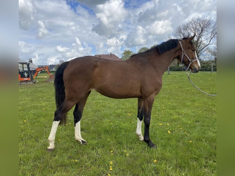 Holstein Mare 4 years 16 hh Brown in Satow