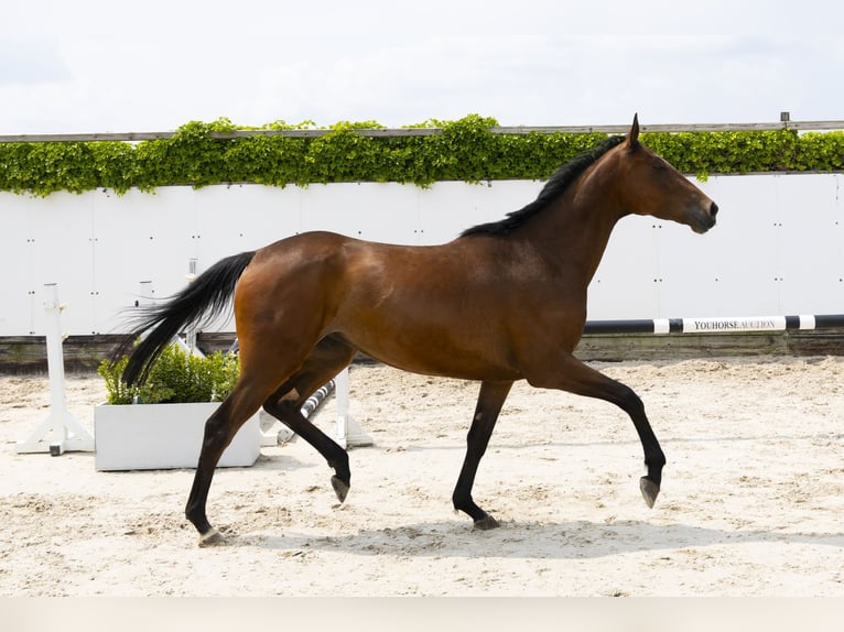 Holstein Mare 4 years 16 hh Brown in Waddinxveen
