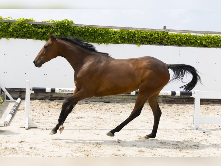 Holstein Mare 4 years 16 hh Brown in Waddinxveen