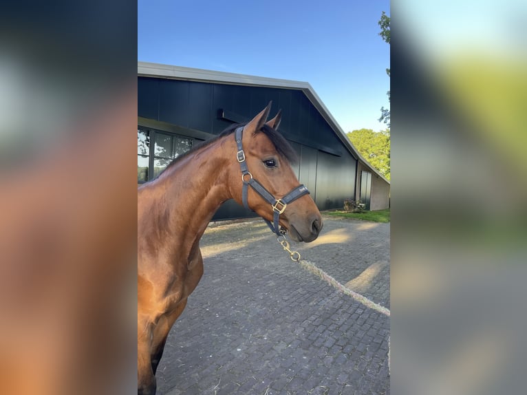 Holstein Mare 4 years 16 hh Brown in Weerselo