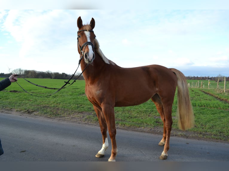 Holstein Mare 4 years 16 hh Chestnut-Red in Osdorf