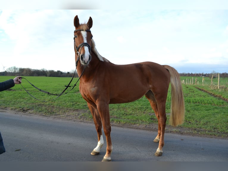 Holstein Mare 4 years 16 hh Chestnut-Red in Osdorf