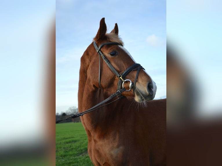 Holstein Mare 4 years 16 hh Chestnut-Red in Osdorf