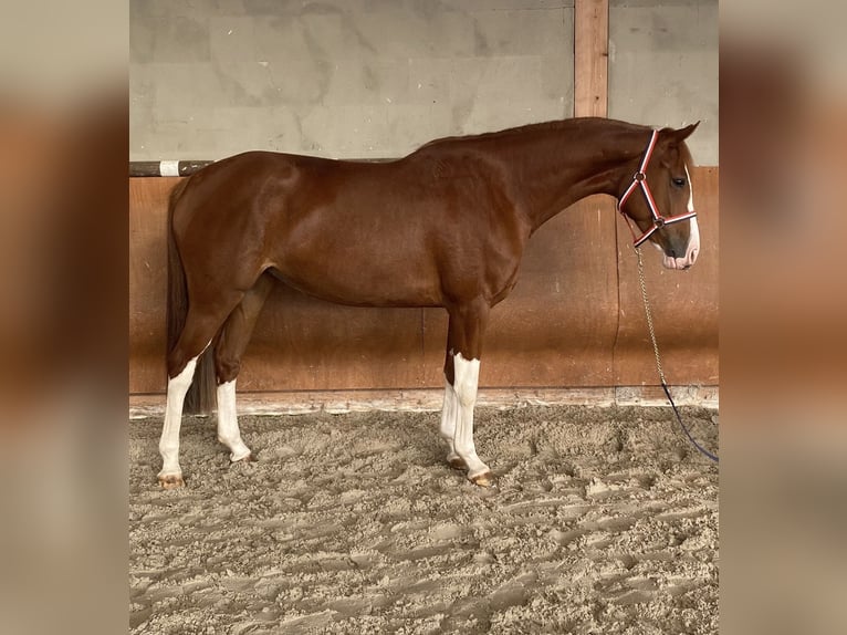 Holstein Mare 4 years 16 hh Chestnut-Red in Papenhagen