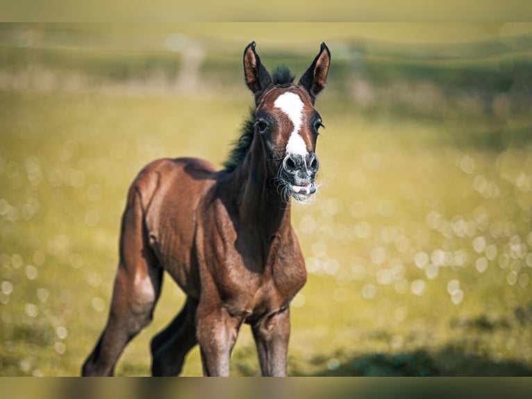 Holstein Mare 4 years 16 hh Grey-Dapple in Dahme