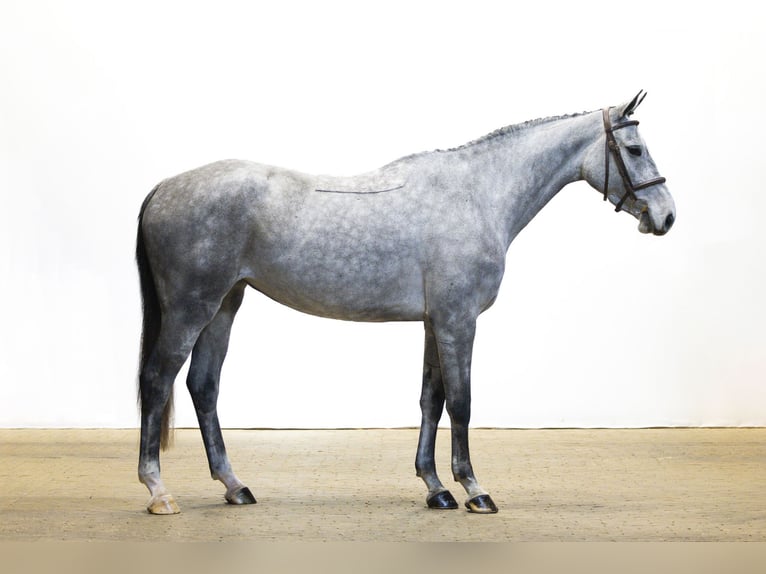 Holstein Mare 4 years 16 hh Grey in Waddinxveen