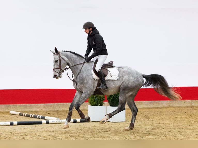 Holstein Mare 4 years 16 hh Grey in Waddinxveen