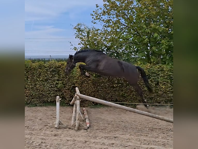 Holstein Mare 4 years 16 hh Smoky-Black in Wachtberg