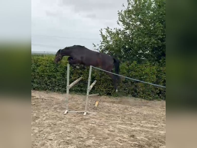 Holstein Mare 4 years 16 hh Smoky-Black in Wachtberg