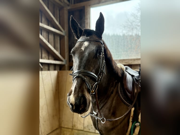 Holstein Mare 4 years 16 hh Smoky-Black in Altusried