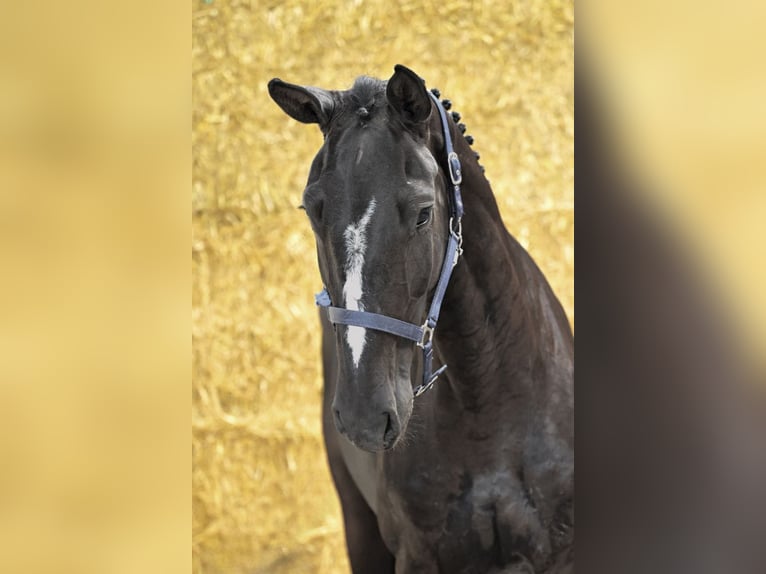Holstein Mare 4 years 16,1 hh Black in Bladel