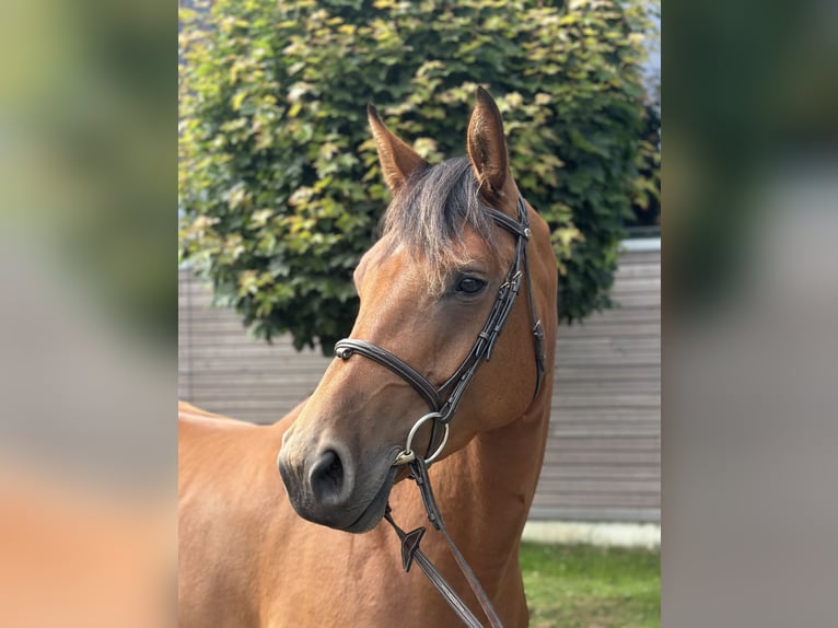 Holstein Mare 4 years 16,1 hh Brown in Sch&#xF6;nhorst