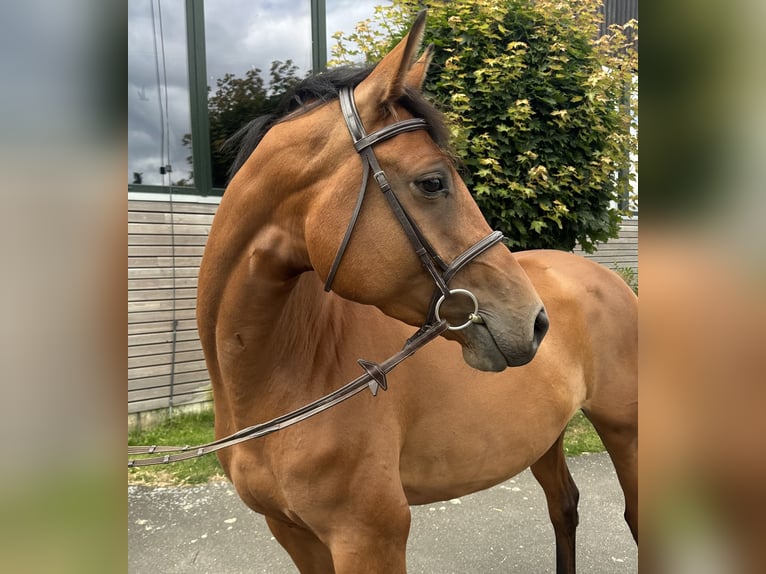 Holstein Mare 4 years 16,1 hh Brown in Sch&#xF6;nhorst
