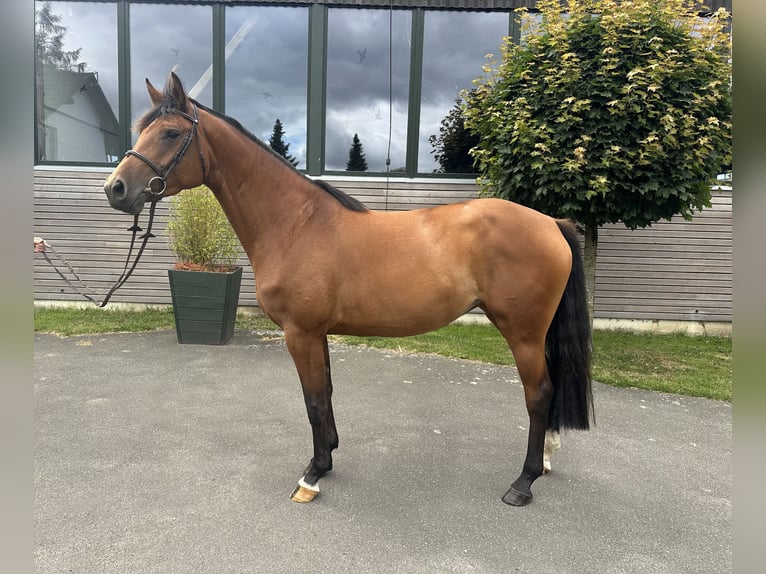 Holstein Mare 4 years 16,1 hh Brown in Sch&#xF6;nhorst