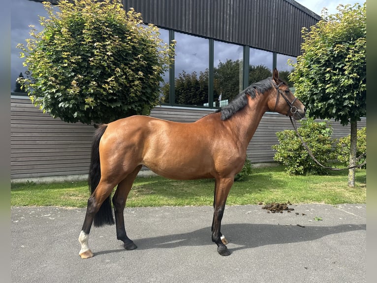 Holstein Mare 4 years 16,1 hh Brown in Sch&#xF6;nhorst