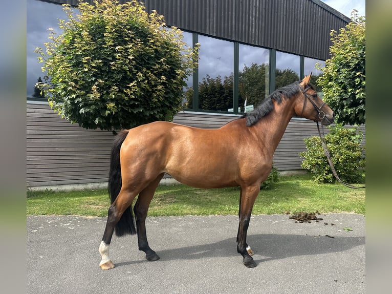 Holstein Mare 4 years 16,1 hh Brown in Sch&#xF6;nhorst