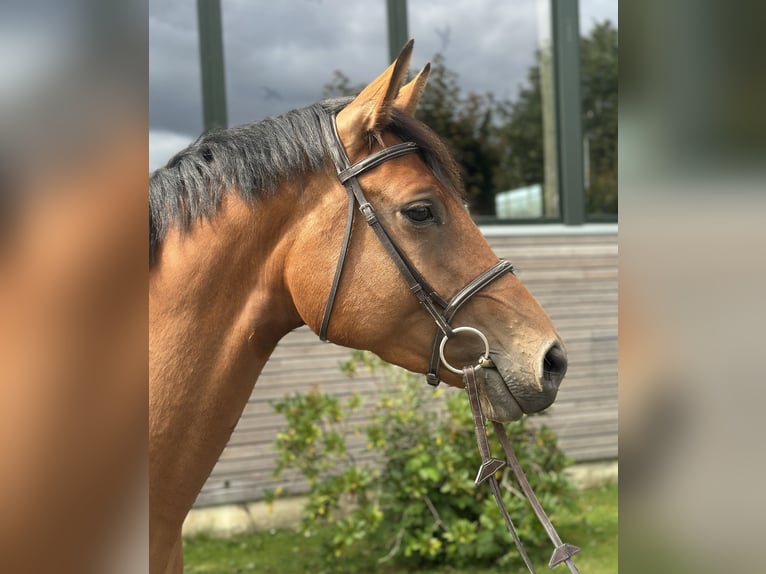 Holstein Mare 4 years 16,1 hh Brown in Sch&#xF6;nhorst