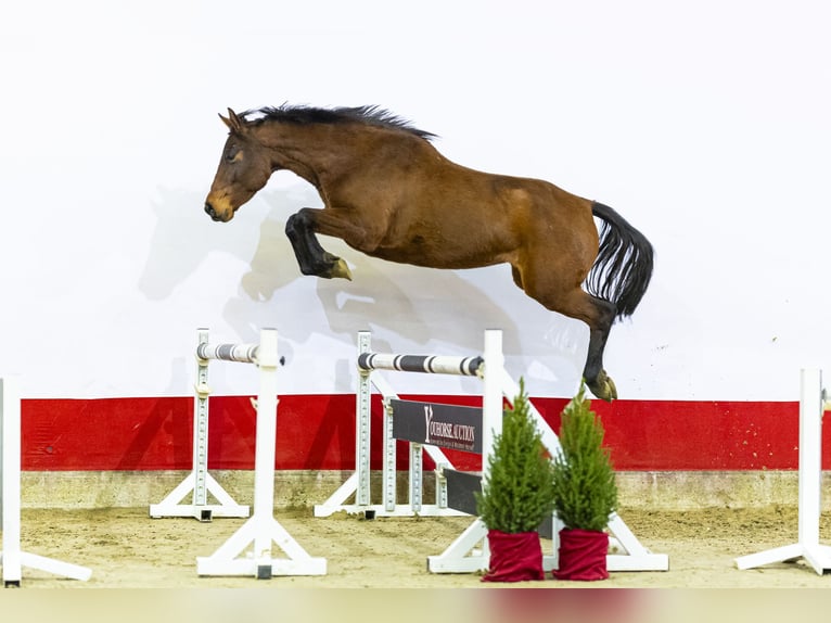 Holstein Mare 4 years 16,1 hh Brown in Waddinxveen