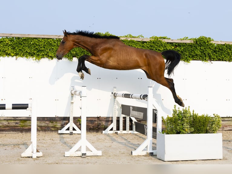 Holstein Mare 4 years 16,1 hh Brown in Waddinxveen